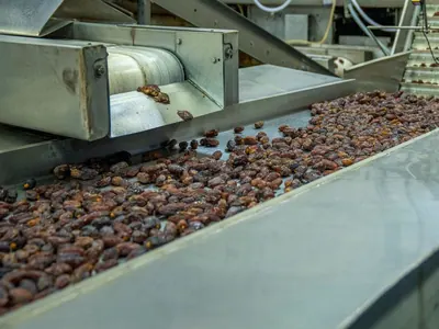 Stainless steel conveyors carrying produce on a food processing line.